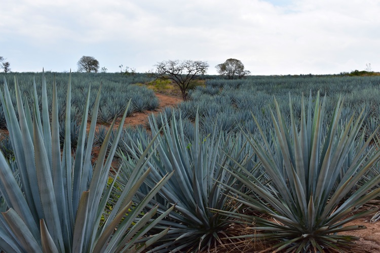 (Foto: Cortesía Consejo Regulador del Tequila) 